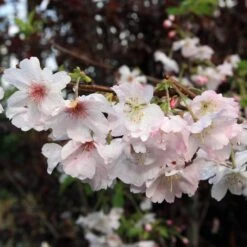 New Release 15 Pink Winter Flowering Cherry Tree | Prunus X Subhirtella 'Autumnalis Rosea'