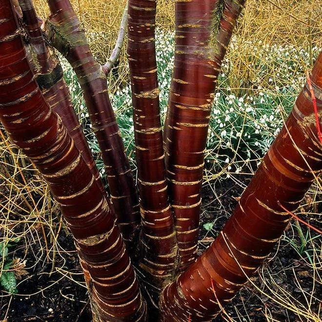 Multi Stem Tibetan Cherry Tree | Prunus Serrula 3 Multi Stem Tibetan Cherry Tree | Prunus Serrula