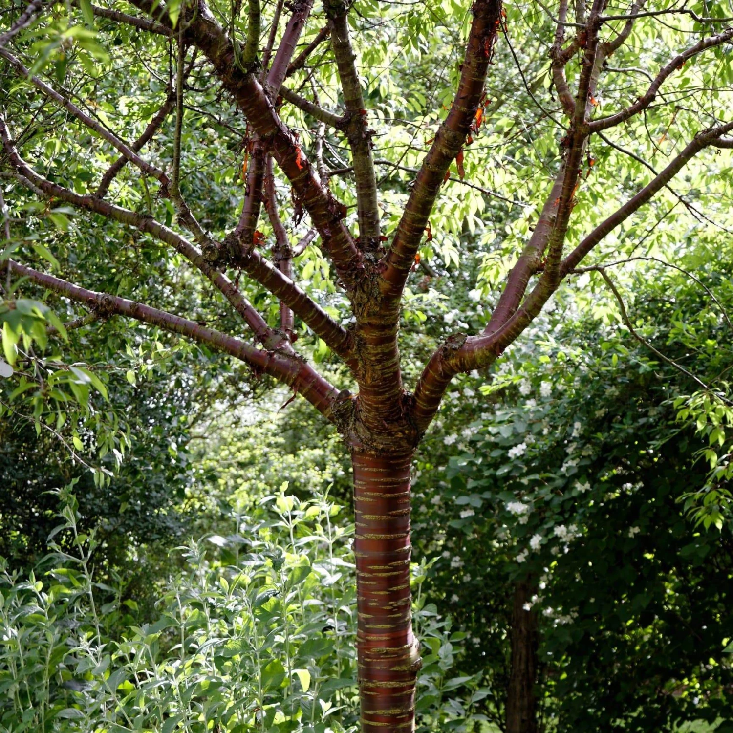Single Stem Tibetan Cherry Tree | Prunus Serrula 3 Single Stem Tibetan Cherry Tree | Prunus Serrula