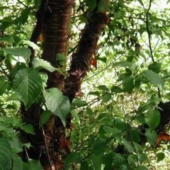 Multi Stem Tibetan Cherry Tree | Prunus Serrula 10 Multi Stem Tibetan Cherry Tree | Prunus Serrula -Roots ORN0034 4 457f60d6 746c 4a68 a6a8 5139ee4b2b53