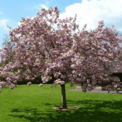 Pink Perfection Cherry Blossom Tree 13 Pink Perfection Cherry Blossom Tree -Roots ORN0038 1