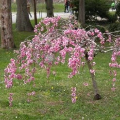 New Release 5 Single Pink Weeping Cherry Blossom Tree | Prunus Pendula Rubra