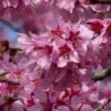 Small Pink Cherry Blossom Tree | Prunus 'Okame' 1 Small Pink Cherry Blossom Tree | Prunus 'Okame' -Roots ORN0044 1