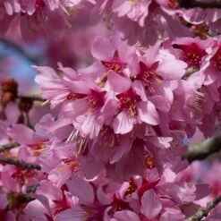 New Release 1 Small Pink Cherry Blossom Tree | Prunus 'Okame'