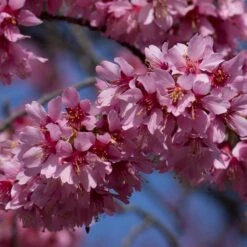 Small Pink Cherry Blossom Tree | Prunus 'Okame' 10 Small Pink Cherry Blossom Tree | Prunus 'Okame' -Roots ORN0044 3