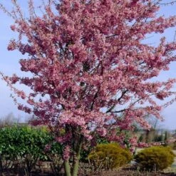 Small Pink Cherry Blossom Tree | Prunus 'Okame' 11 Small Pink Cherry Blossom Tree | Prunus 'Okame' -Roots ORN0044 4