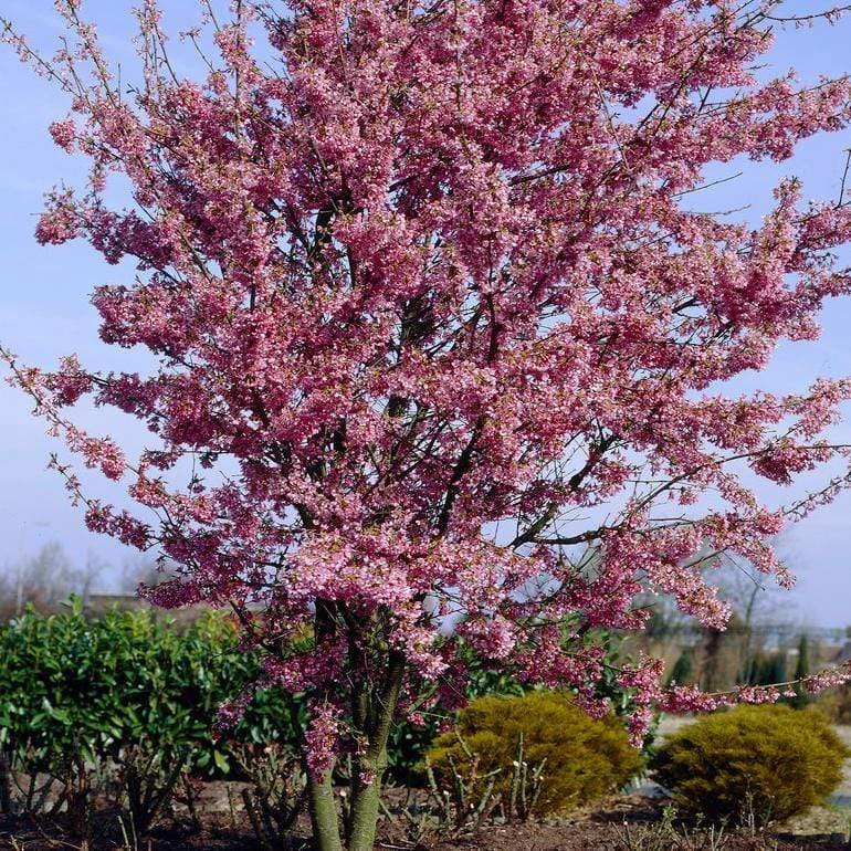 Small Pink Cherry Blossom Tree | Prunus 'Okame' 6 Small Pink Cherry Blossom Tree | Prunus 'Okame' - Image 4