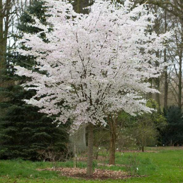 The Bride Cherry Blossom Tree | Prunus Incisa 4 The Bride Cherry Blossom Tree | Prunus Incisa - Image 2