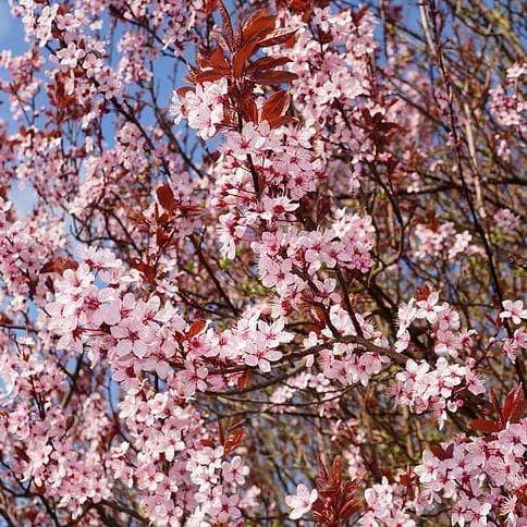 Black Cherry Plum Tree | Prunus Cerasifera 'Nigra' 5 Black Cherry Plum Tree | Prunus Cerasifera 'Nigra' - Image 3