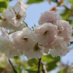 New Release 9 Blushing Bride Cherry Blossom Tree | Prunus 'Shogetsu'