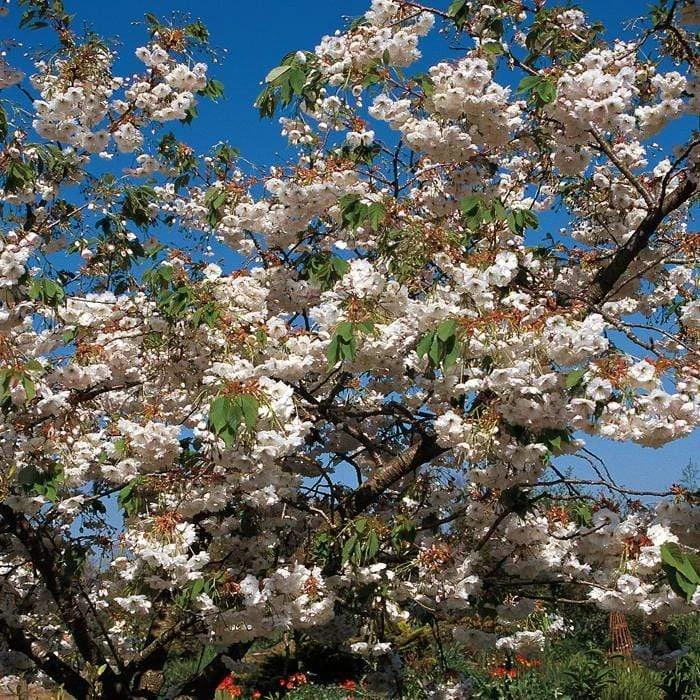 Blushing Bride Cherry Blossom Tree | Prunus 'Shogetsu' 4 Blushing Bride Cherry Blossom Tree | Prunus 'Shogetsu' - Image 2