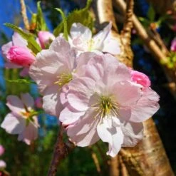 New Release 18 Japanese Cherry Blossom Tree | Prunus Shirofugen