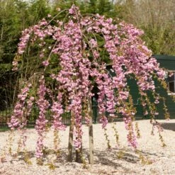 New Release 13 Cheal's Weeping Cherry Blossom Tree | Prunus Kiku Shidare Zakura
