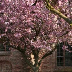 Japanese Cherry Blossom Tree | Prunus Serrulata 'Kanzan' 14 Japanese Cherry Blossom Tree | Prunus Serrulata 'Kanzan' -Roots ORN0060 2