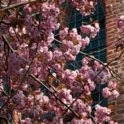 Japanese Cherry Blossom Tree | Prunus Serrulata 'Kanzan' 17 Japanese Cherry Blossom Tree | Prunus Serrulata 'Kanzan' -Roots ORN0060 3