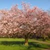 Accolade Pink Cherry Blossom Tree 1 Accolade Pink Cherry Blossom Tree -Roots ORN0064 6