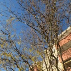 Corkscrew Willow | Salix Matsudana 'Tortuosa' 11 Corkscrew Willow | Salix Matsudana 'Tortuosa' -Roots ORN0100 2