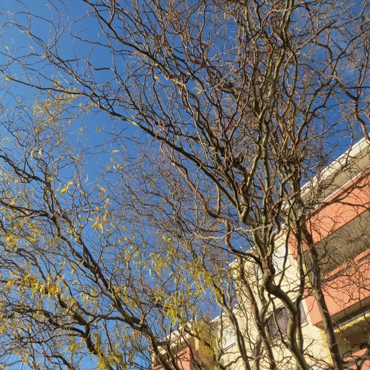 Corkscrew Willow | Salix Matsudana 'Tortuosa' 6 Corkscrew Willow | Salix Matsudana 'Tortuosa' - Image 4