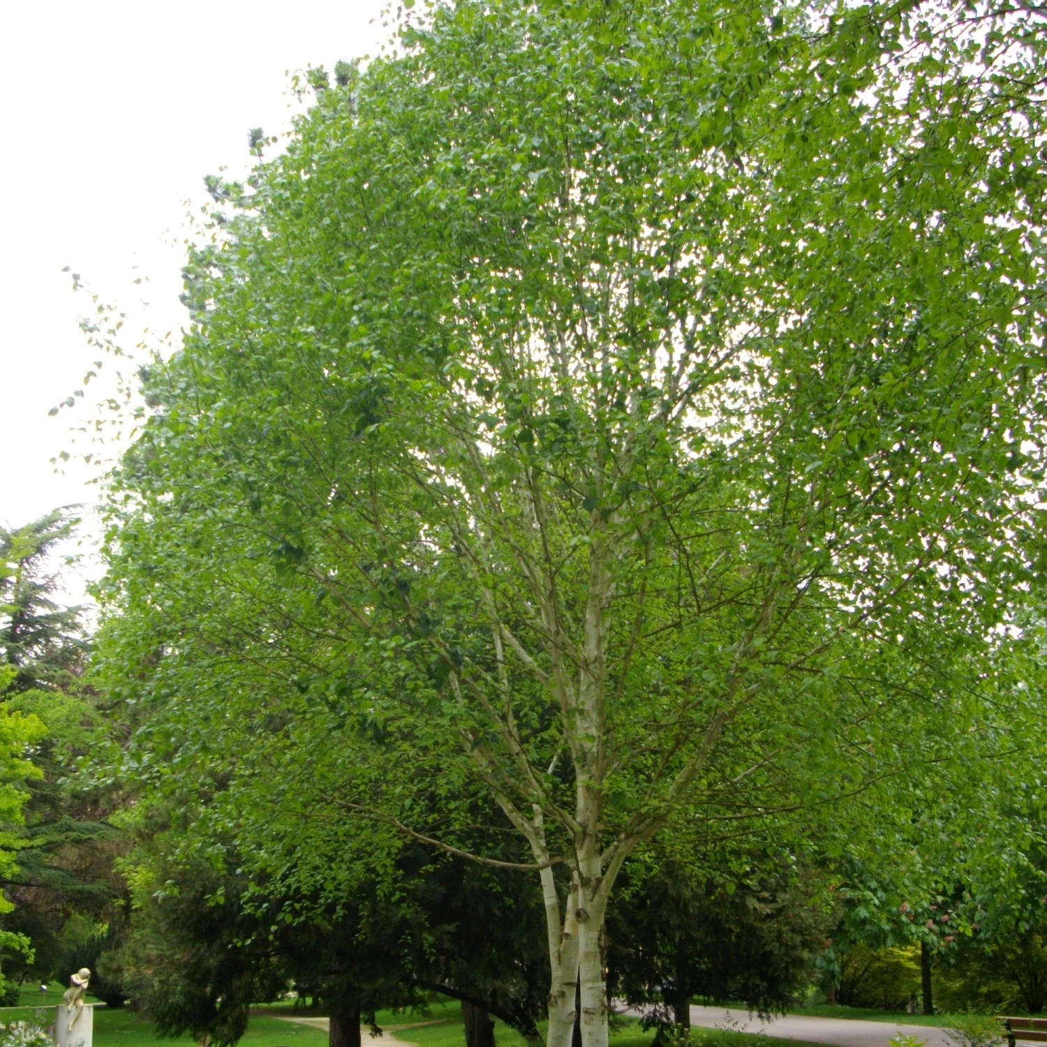 Himalayan Birch Tree | Betula Utilis Jacquemontii 9 Himalayan Birch Tree | Betula Utilis Jacquemontii - Image 7