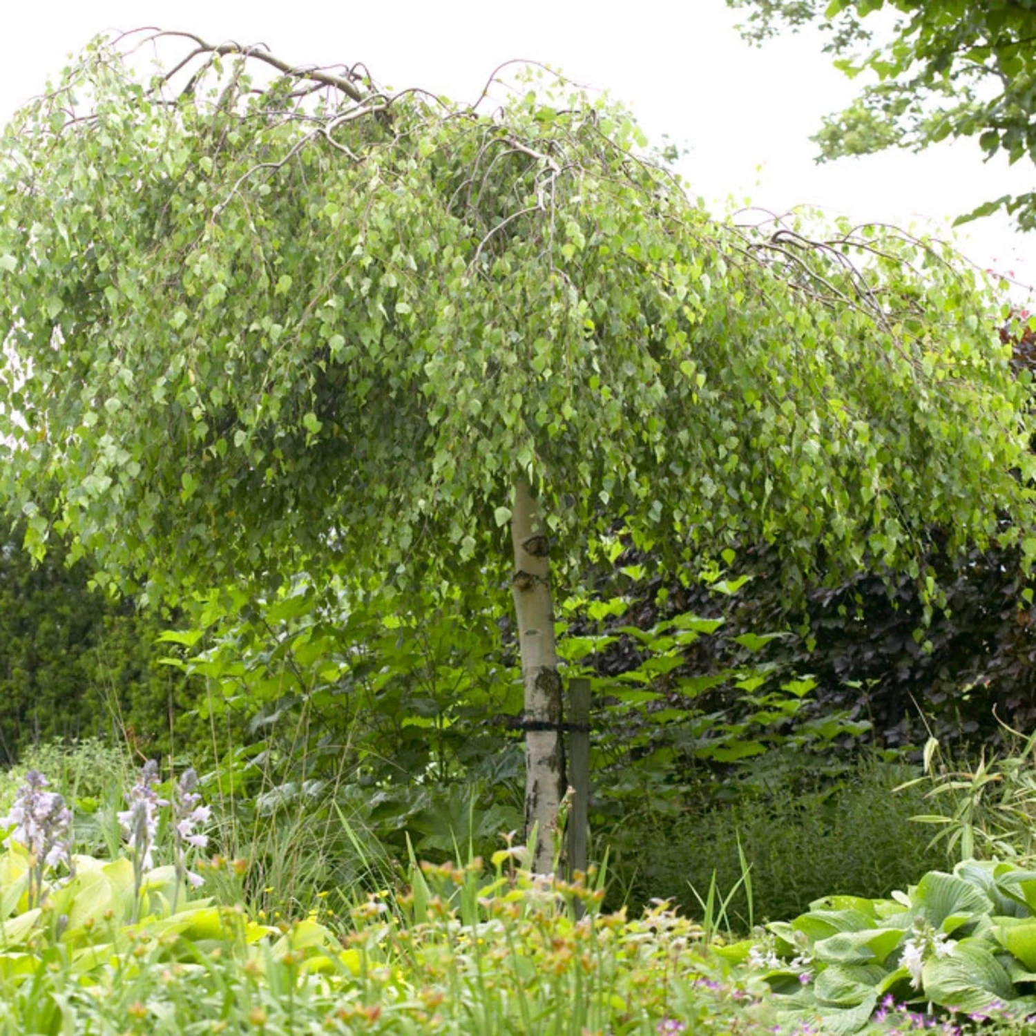 Weeping Silver Birch Tree | Betula Pendula Youngii 3 Weeping Silver Birch Tree | Betula Pendula Youngii