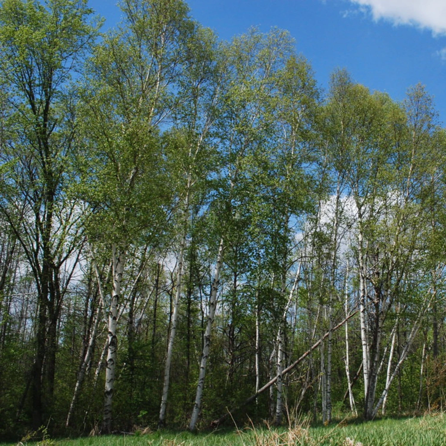 Paper Birch Tree | Betula Papyrifera 4 Paper Birch Tree | Betula Papyrifera - Image 2
