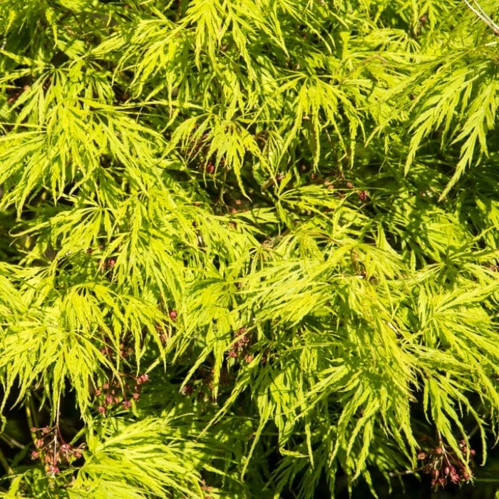 Green Weeping Japanese Maple Tree | Acer Palmatum 'Dissectum' 4 Green Weeping Japanese Maple Tree | Acer Palmatum 'Dissectum' - Image 2