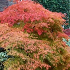 Green Weeping Japanese Maple Tree | Acer Palmatum 'Dissectum' 7 Green Weeping Japanese Maple Tree | Acer Palmatum 'Dissectum' -Roots ORN0197 3