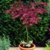 Red Weeping Japanese Maple Tree | Acer Palmatum 'Garnet' 1 Red Weeping Japanese Maple Tree | Acer Palmatum 'Garnet' -Roots ORN0200 1