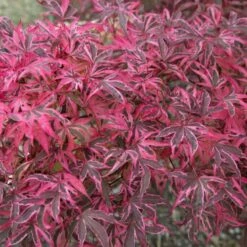 Variegated Japanese Maple Tree | Acer Palmatum 'Shirazz' 6 Variegated Japanese Maple Tree | Acer Palmatum 'Shirazz' -Roots ORN0206 2