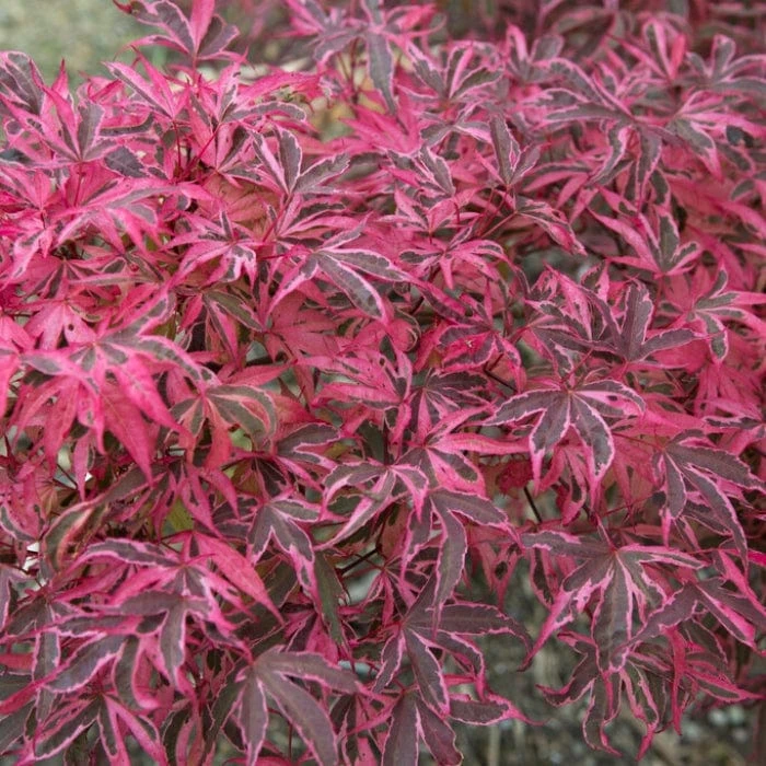 Variegated Japanese Maple Tree | Acer Palmatum 'Shirazz' 4 Variegated Japanese Maple Tree | Acer Palmatum 'Shirazz' - Image 2