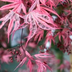 Variegated Japanese Maple Tree | Acer Palmatum 'Shirazz' 7 Variegated Japanese Maple Tree | Acer Palmatum 'Shirazz' -Roots ORN0206 4