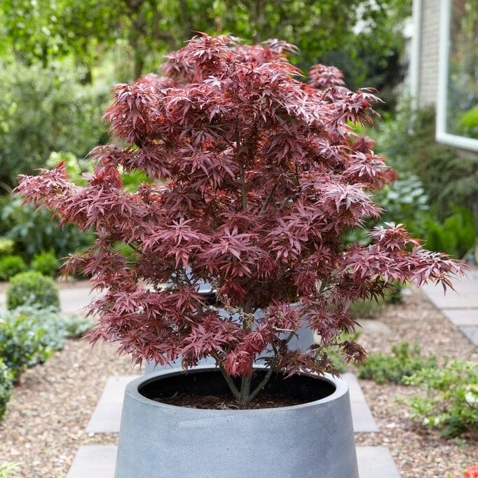 Purple Japanese Maple Tree | Acer Palmatum 'Atropurpureum' 5 Purple Japanese Maple Tree | Acer Palmatum 'Atropurpureum' - Image 3