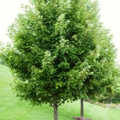 Canadian Red Maple Tree | Acer Rubrum 12 Canadian Red Maple Tree | Acer Rubrum -Roots ORN0212 1