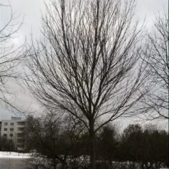 Canadian Red Maple Tree | Acer Rubrum 13 Canadian Red Maple Tree | Acer Rubrum -Roots ORN0212 3