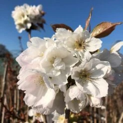 Fragrant Cloud' Cherry Blossom Tree | Prunus 'Matsumae-shizuka' 10 Fragrant Cloud' Cherry Blossom Tree | Prunus 'Matsumae-shizuka' -Roots ORN0232 8