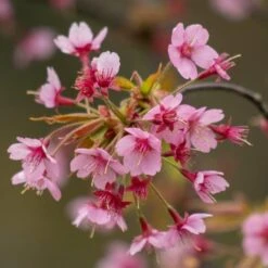 New Release 3 'Kursar' Dwarf Cherry Blossom Tree
