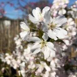 New Release 9 Pandora' Cherry Blossom Tree | Prunus Padus