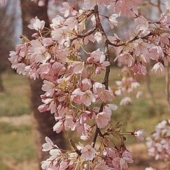 New Release 5 'Pink Shell' Cherry Blossom Tree | Prunus × Yedoensis