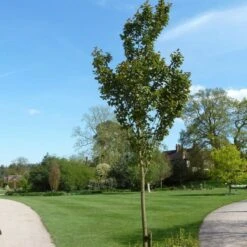 White Columnar Cherry Blossom Tree | Prunus 'Spire' 7 White Columnar Cherry Blossom Tree | Prunus 'Spire' -Roots ORN0246 1