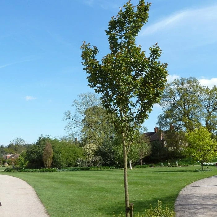 White Columnar Cherry Blossom Tree | Prunus 'Spire' 4 White Columnar Cherry Blossom Tree | Prunus 'Spire' - Image 2