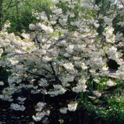 New Release 11 White Weeping Cherry Blossom Tree | Prunus Yedoensis 'Shidare Yoshino'