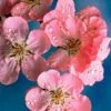 Early Flowering Cherry Blossom Tree | Prunus Persicoides 'Spring Glow' 2 Early Flowering Cherry Blossom Tree | Prunus Persicoides 'Spring Glow' -Roots ORN0256 1