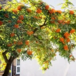 Copper Kettle' Rowan Tree | Sorbus 11 Copper Kettle' Rowan Tree | Sorbus -Roots ORN0267 5 889ea2e8 fe4c 4c61 935d 4318cd394cbc