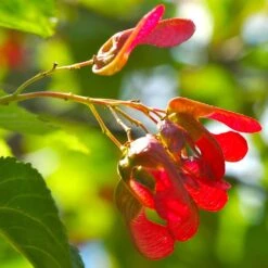 Tatarian Maple | Acer Tataricum 'Hotwings' 10 Tatarian Maple | Acer Tataricum 'Hotwings' -Roots ORN0278 4 2885856e bb9a 4ef8 962b 93b0ddd73361