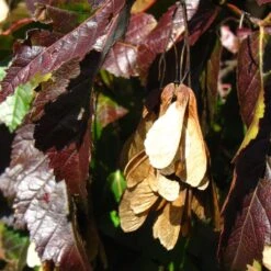 Tatarian Maple | Acer Tataricum 'Hotwings' 11 Tatarian Maple | Acer Tataricum 'Hotwings' -Roots ORN0278 5 2f77771d bb4c 4416 bbc0 dc387bce8adc