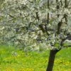 UK Native Wildlife-Friendly Cherry Blossom Tree | Prunus Avium 1 UK Native Wildlife-Friendly Cherry Blossom Tree | Prunus Avium -Roots ORN0312 1