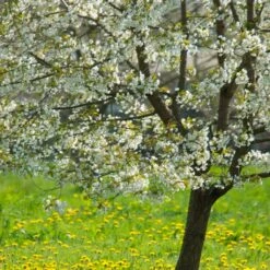 New Release 13 UK Native Wildlife-Friendly Cherry Blossom Tree | Prunus Avium