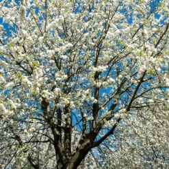 UK Native Wildlife-Friendly Cherry Blossom Tree | Prunus Avium 9 UK Native Wildlife-Friendly Cherry Blossom Tree | Prunus Avium -Roots ORN0312 2