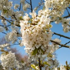 UK Native Wildlife-Friendly Cherry Blossom Tree | Prunus Avium 8 UK Native Wildlife-Friendly Cherry Blossom Tree | Prunus Avium -Roots ORN0312 4