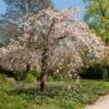 Pink Weeping Winter Flowering Cherry Tree | Prunus Subhirtella 'Pendula Rosea' 2 Pink Weeping Winter Flowering Cherry Tree | Prunus Subhirtella 'Pendula Rosea' -Roots ORN0352 2 c8424f29 87cd 4e0f 8d1b 6451d351a1a2